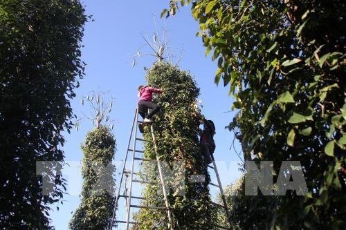 Hi-tech pepper cultivation expands in Quang Tri ảnh 1