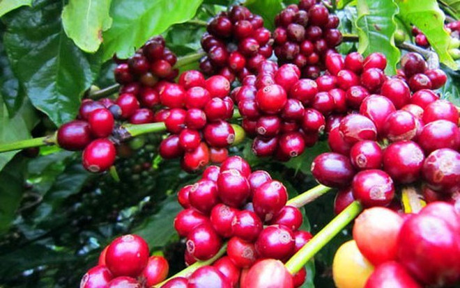 Vietnam attends international coffee, tea expo in Singapore ảnh 1 Vietnam attends international coffee, tea expo in Singapore ảnh 1