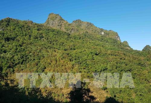 Vietnam home to nearly 14.5 million ha of forest ảnh 1 Vietnam home to nearly 14.5 million ha of forest ảnh 1