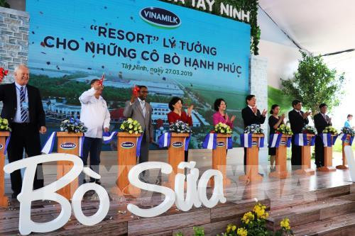 Vinamilk inaugurates Vietnam’s largest dairy cow farm in Tay Ninh ảnh 1 Vinamilk inaugurates Vietnam’s largest dairy cow farm in Tay Ninh ảnh 1