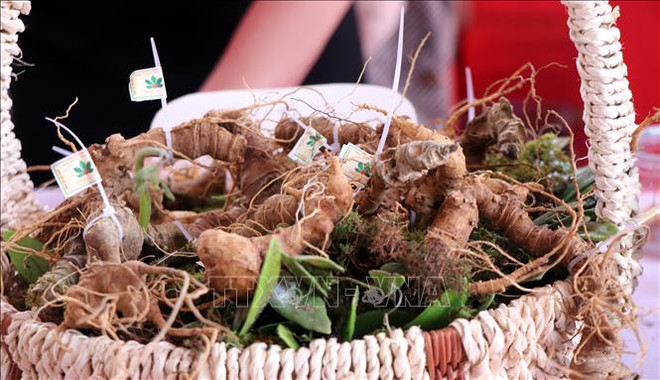 Kon Tum - Ngoc Linh Ginseng Festival to be held biennially ảnh 1