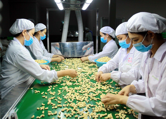 Cashew sector seeks ways to navigate through difficulties ảnh 1
