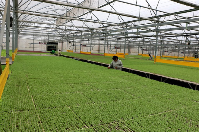 Agriculture sector seeks solutions for sustainable development ảnh 1