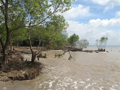 Tien Giang strives to protect coastal forests from erosion ảnh 1 Tien Giang strives to protect coastal forests from erosion ảnh 1