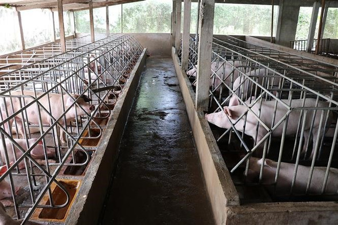 Vietnam improves animal farming quality ảnh 1