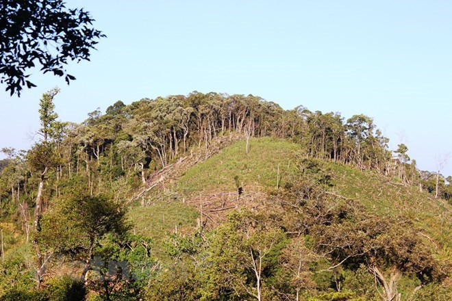 100,000ha of forest to be under sustainable management each year ảnh 1