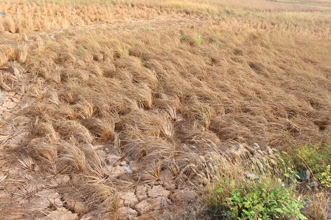Ben Tre calls on residents to save water ảnh 1
