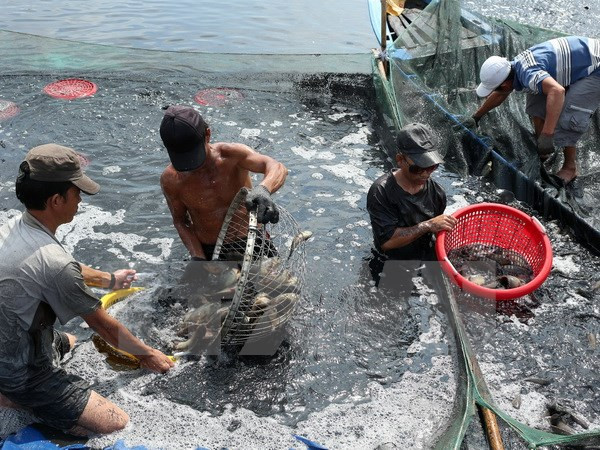 Vietnamese seafood industry moves to meet US new standards ảnh 1