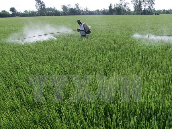 Tra Vinh: Rice farmers earn extra income with intensive farming ảnh 1 Tra Vinh: Rice farmers earn extra income with intensive farming ảnh 1