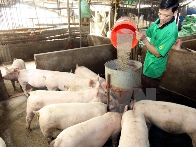 Cooperation to enhance animal feed supply chain management ảnh 1