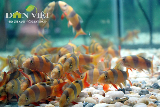 Ho Chi Minh City boosts ornamental fish exports ảnh 1
