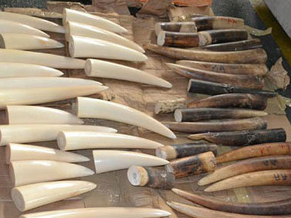 Illegal shipment of ivory intercepted by customs ảnh 1