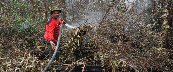Indonesia declares emergency following forest fire ảnh 1