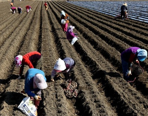 RoK’s arable land edges down in 2017 ảnh 1 RoK’s arable land edges down in 2017 ảnh 1