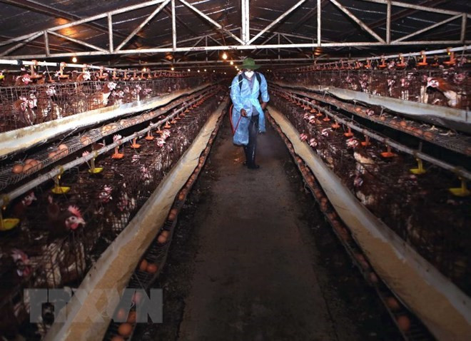 Animal health agency warns of possible new bird flu outbreaks ảnh 1