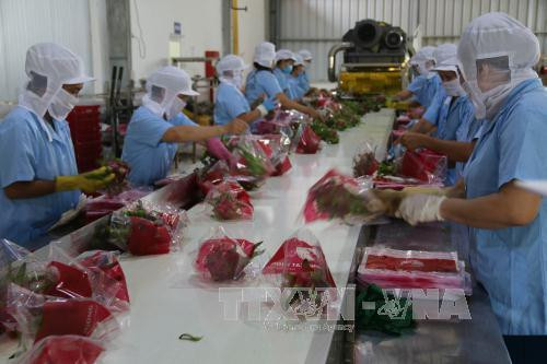 Agro-forestry-fishery exports exceed 6 bln USD in first two months ảnh 1 Agro-forestry-fishery exports exceed 6 bln USD in first two months ảnh 1