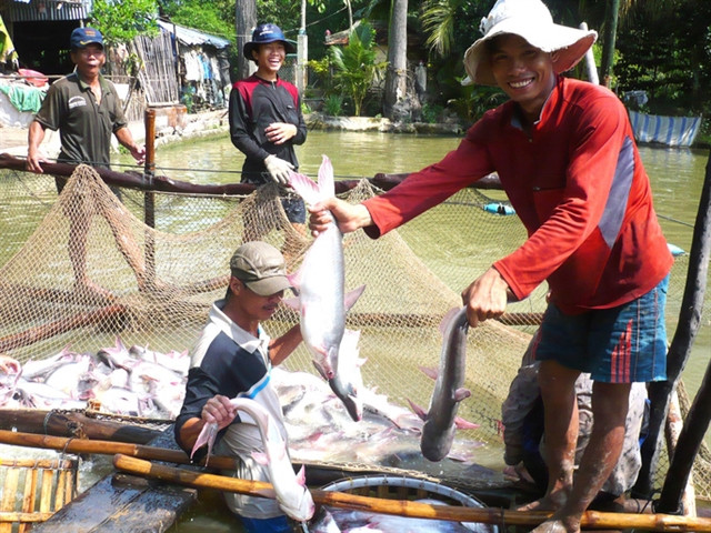 Fisheries sector to focus on standardising production for higher value ảnh 1 Fisheries sector to focus on standardising production for higher value ảnh 1