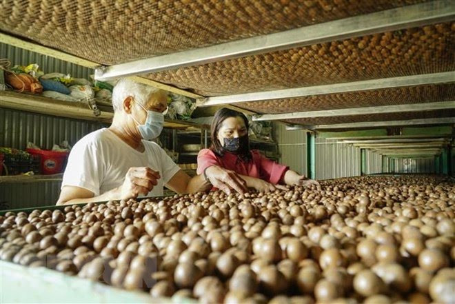 Project aims for sustainable growth of macadamia industry ảnh 1 Project aims for sustainable growth of macadamia industry ảnh 1