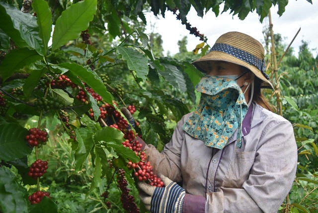 Improving coffee quality essential to expand exports to EU ảnh 1