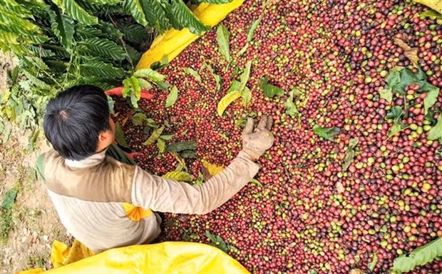 Ample room remains for Vietnam’s exports to Middle East ảnh 1