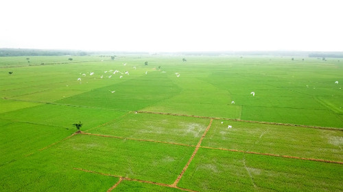 Tien Giang province expands organic rice cultivation ảnh 1