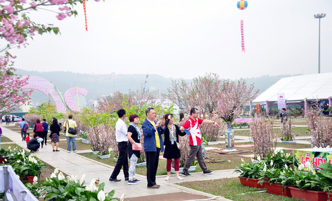 Cherry-yellow apricot blossom festival to open in Quang Ninh ảnh 1