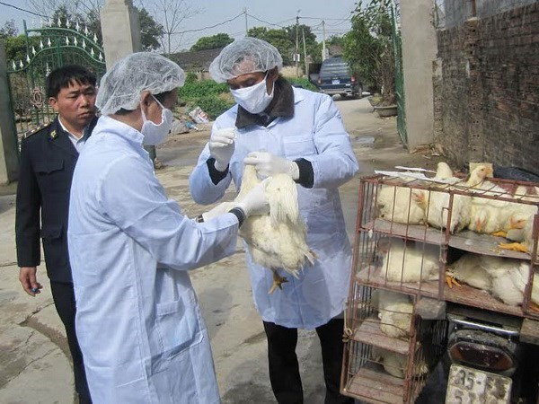 Long An intensifies cross-border A/H7N9 avian flu prevention ảnh 1