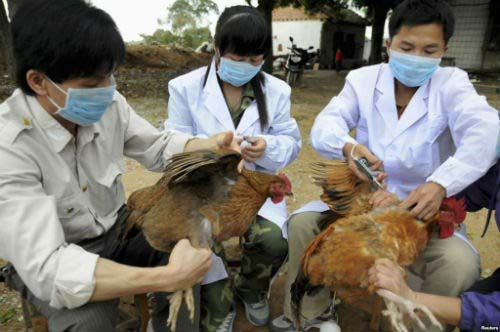 Lao Cai, Lang Son work to prevent cross-border avian flu ảnh 1