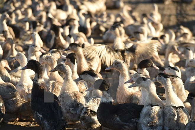 PM calls for combined effort to fight bird flu ảnh 1