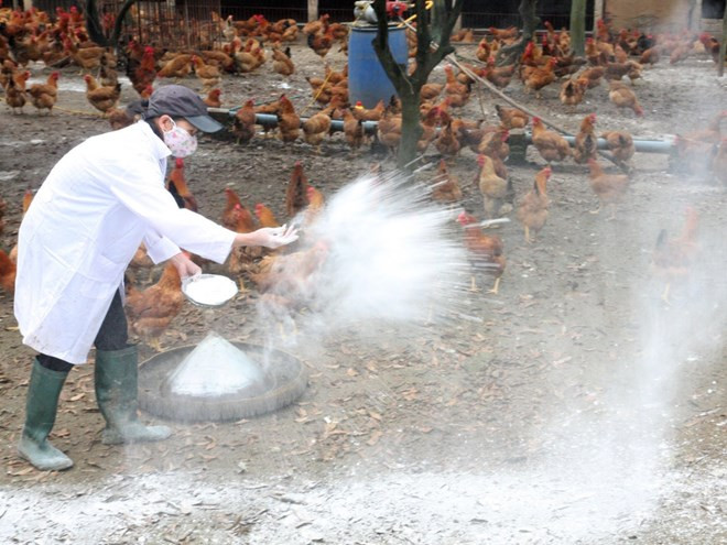 Bird flu outbreaks in neighbouring nations prompt action ảnh 1