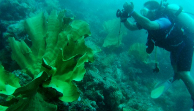 Indonesia, US cooperate in marine habitat conservation ảnh 1