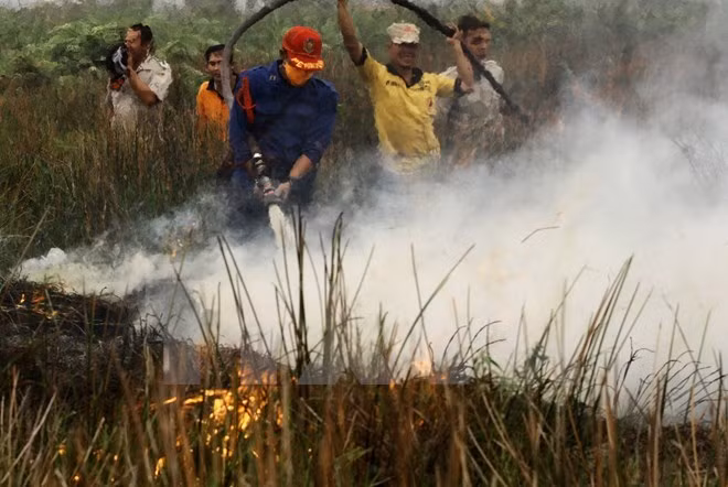 Indonesia works to restore environment after fires ảnh 1