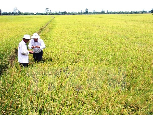 Vietnam’s agricultural achievements significant: FAO representative ảnh 1