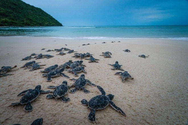 Short film calling for sea turtle protection released ảnh 1