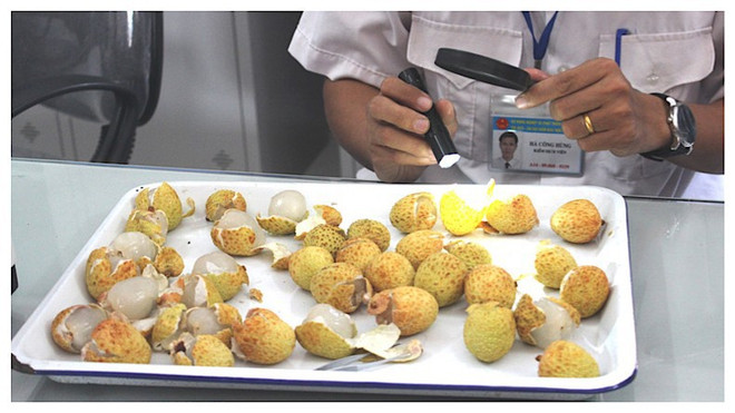 Vietnamese fruits conquering US market ảnh 2 Vietnamese fruits conquering US market ảnh 2