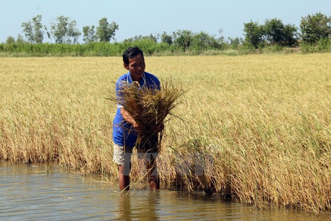 More efforts needed to cope with climate change ảnh 1