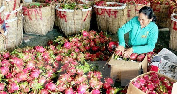 Vietnamese dragon fruit exported to 40 markets ảnh 1 Vietnamese dragon fruit exported to 40 markets ảnh 1