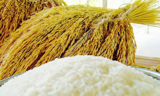 Global demand for Thai rice remains high ảnh 1