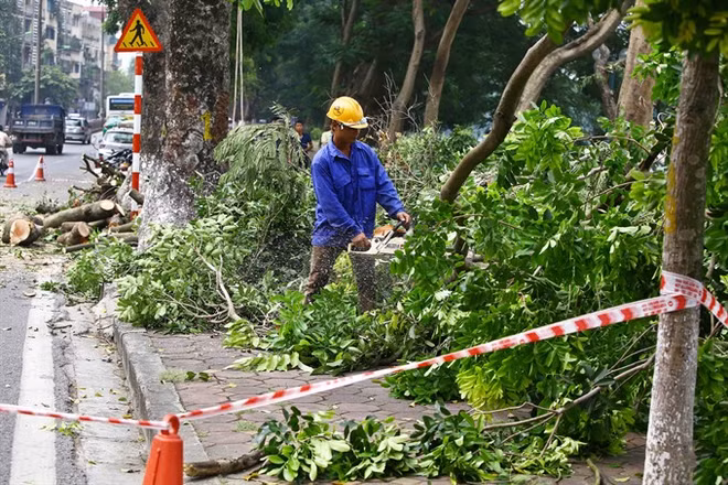 Hanoi to inform residents of tree-cutting plans ảnh 1