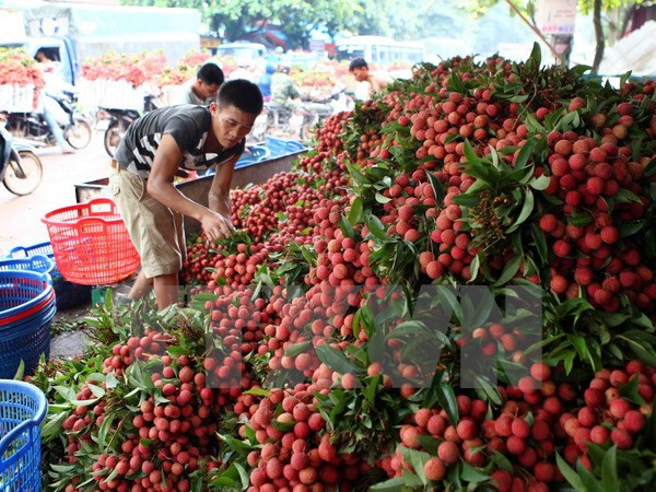 Bac Giang exports over 9,500 tonnes of lychees to China ảnh 1 Bac Giang exports over 9,500 tonnes of lychees to China ảnh 1