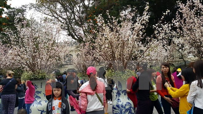 Japanese cherry blossom, investors to come to Dong Nai ảnh 1 Japanese cherry blossom, investors to come to Dong Nai ảnh 1