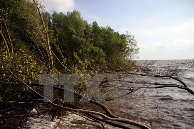 Ca Mau tightens management of coastal preventive forests ảnh 1