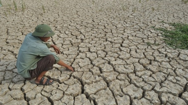 Over 150 billion VND needed to prevent drought in Hau Giang ảnh 1