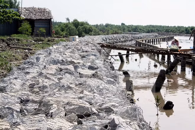 Nearly 18 bln VND for Ca Mau’s recovery from drought, saline intrusion ảnh 1