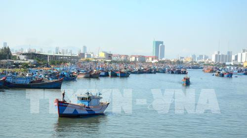 Thanh Hoa works to combat IUU fishing ảnh 1 Thanh Hoa works to combat IUU fishing ảnh 1