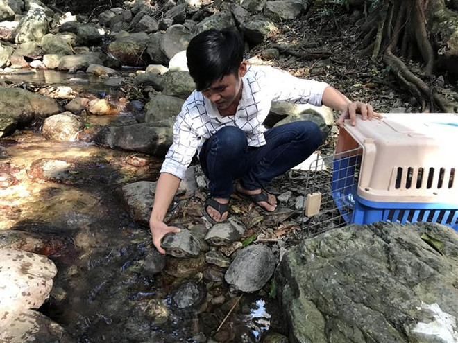 27 wild animals returned to the wild in Kon Tum ảnh 1 27 wild animals returned to the wild in Kon Tum ảnh 1