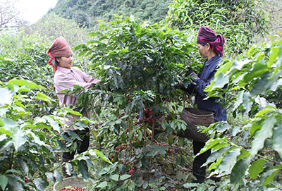 Australia funds project to raise economic rights of ethnic minority women ảnh 1 Australia funds project to raise economic rights of ethnic minority women ảnh 1