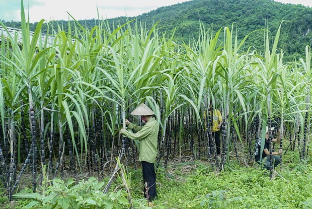 Vietnam initiates anti-dumping investigation on sugar imported from Thailand ảnh 1 Vietnam initiates anti-dumping investigation on sugar imported from Thailand ảnh 1