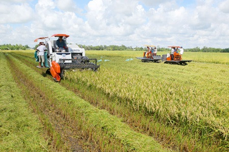 Mekong Delta agriculture needs high technology ảnh 1 Mekong Delta agriculture needs high technology ảnh 1