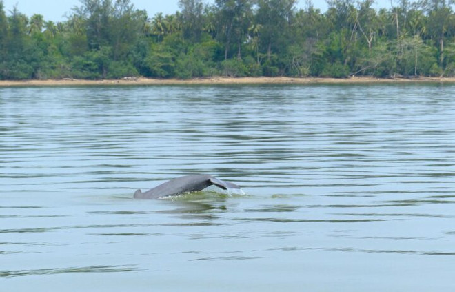Three rare dolphins spotted in Myanmar ảnh 1